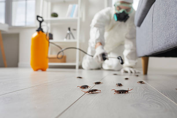 Commercial Kitchen Cockroach Control in Maeser